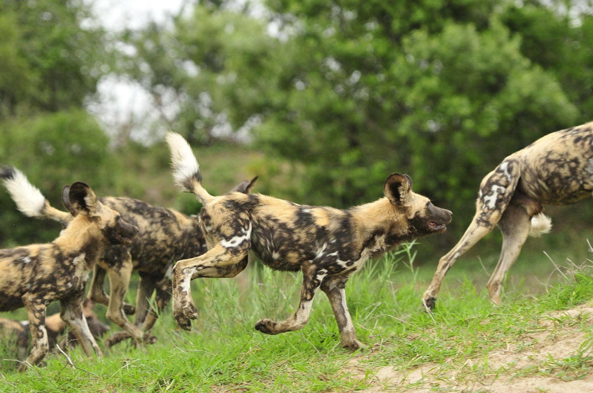 Inyati Game Lodge Metsi Εξωτερικό φωτογραφία