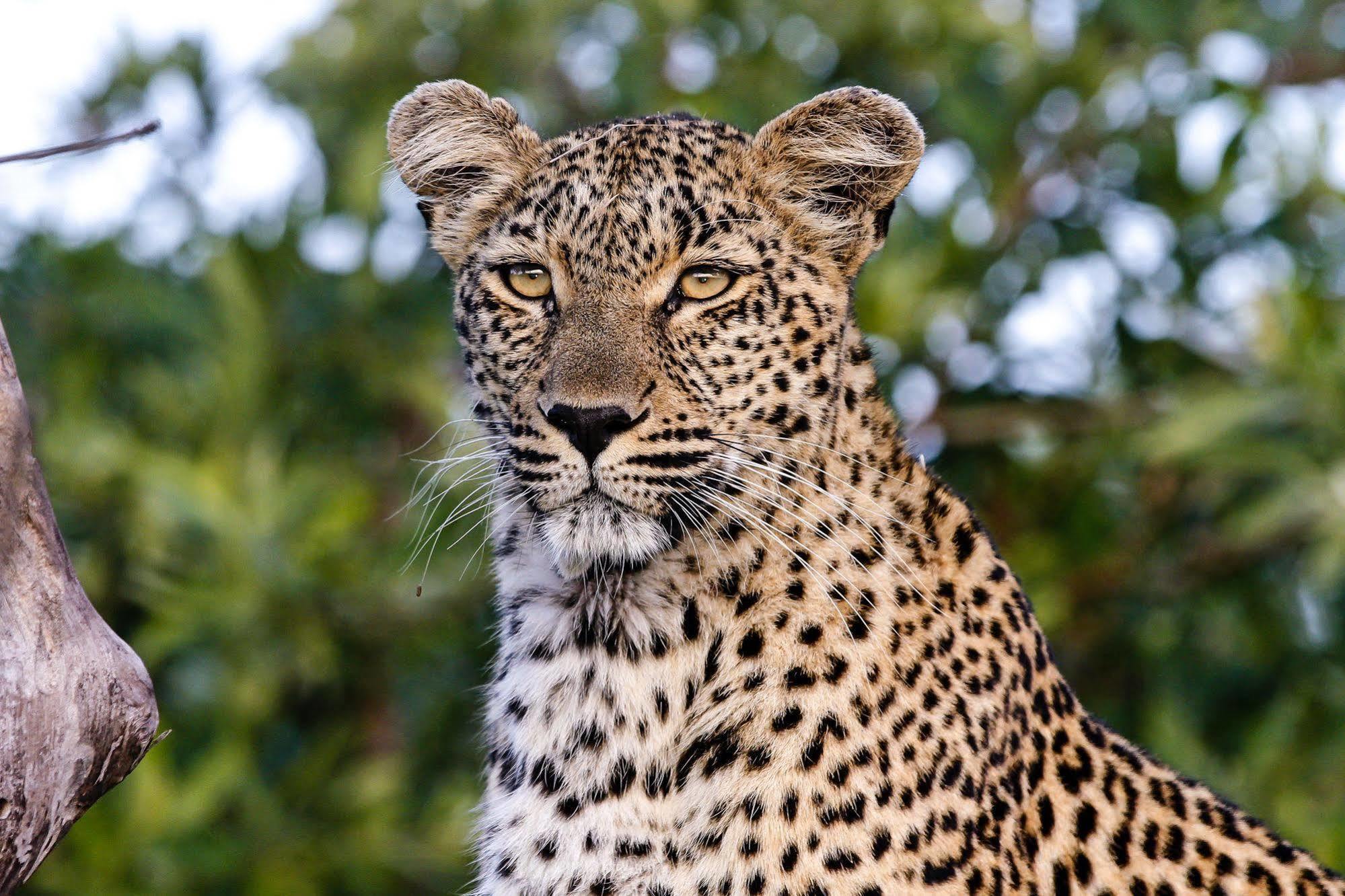 Inyati Game Lodge Metsi Εξωτερικό φωτογραφία